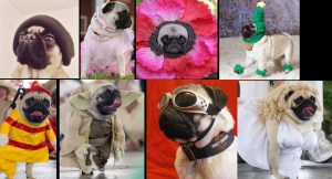 The many disguises of Gustl, Anze Kopitar's dog.