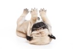 gustl play dead
